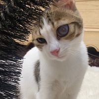 catlover1122cat