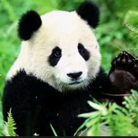 suara asli - i'm panda🐼