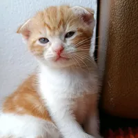 original sound - arreeya699