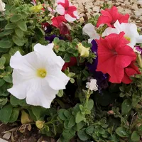 original sound - smile12119