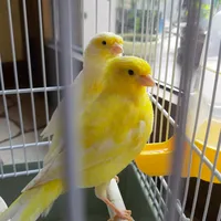 original sound - ff.player.0987