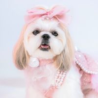 buttertheshihtzu