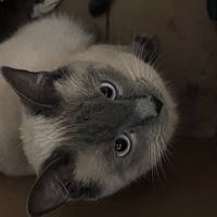 cervante_s