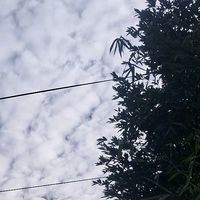 original sound