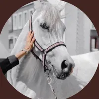 original sound - shqtr2