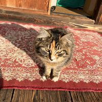 hinamomocat