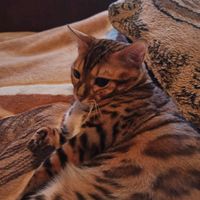 оригинальный звук