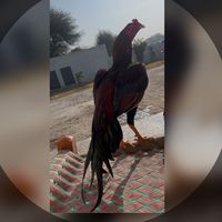 jabbaraseel555