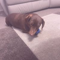 elsie_2017_