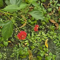 오리지널 사운드 - 서재현