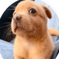 original sound - 🍓myat noe (အသေးလေး)🍓