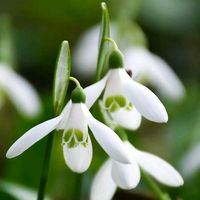 _kardelen_cicegii_56