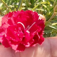 الصوت الأصلي - 🫒🫒 عفرينيه 🫒🫒