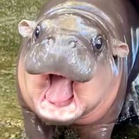 psekhippo