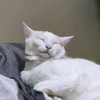 el_gatoperla_14443
