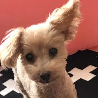 pooh_3333