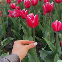 sumay11_