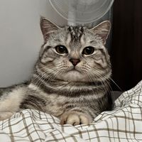 bouquetcat_23
