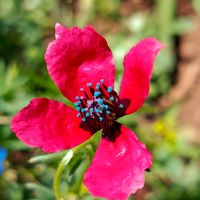 الصوت الأصلي