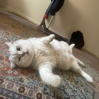 krot_buterbrod0