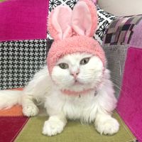 オリジナル楽曲 - cat cafe MIACIS ねこまみれ神戸元町店