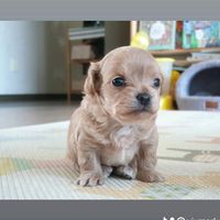 오리지널 사운드 - yjymarket