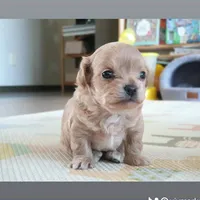 original sound - yjymarket