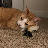 nhạc nền - nghyn