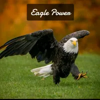 original sound - eagle__power1