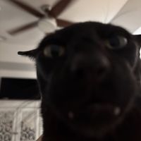 الصوت الأصلي