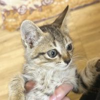 nhạc nền -  ̇✧˖°qng.vih★⋆。 ̊