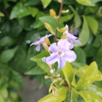 your_local_mini_flower