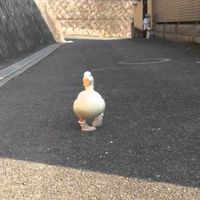 เสียงต้นฉบับ - 𓇼