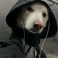 lunvnox
