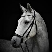 horseeeditss