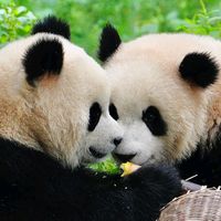 original sound - Ara 🦋