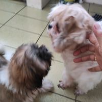 original sound - lovingtima&mocha724