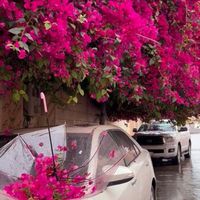 buvi_x14