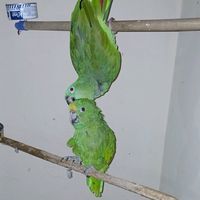 pepe.y.luky