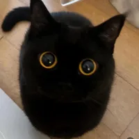 Quan Trọng Là Thần Thái