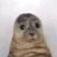 original sound - frog