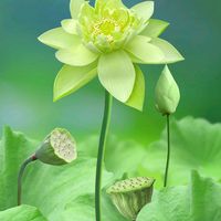 原声 - 一花一世界