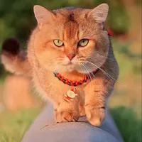 original sound - pest_cute