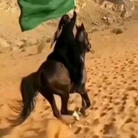 baloqlan1188duzsoz