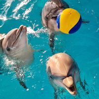 dolphin_team.chelny
