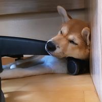 오리지널 사운드 - 호박이의언늬