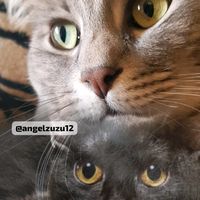 angelzuzu12