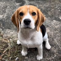 aungaing.beagle