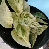 original sound - Denovie