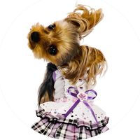 yorkie.raimu04